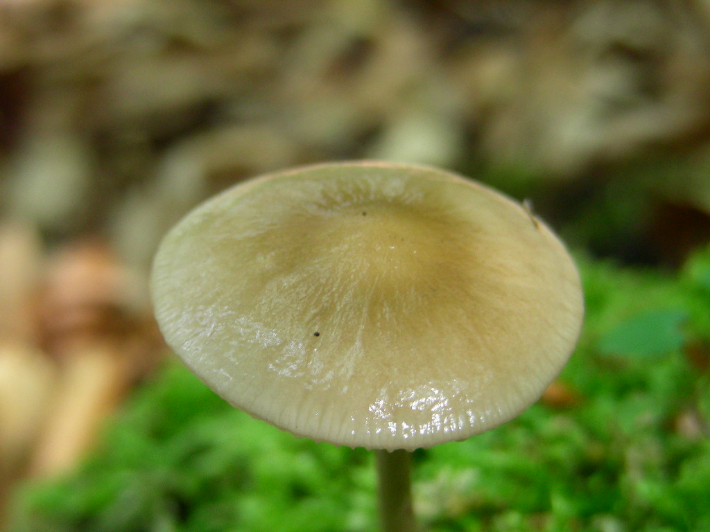 Polyporus sulphureus???